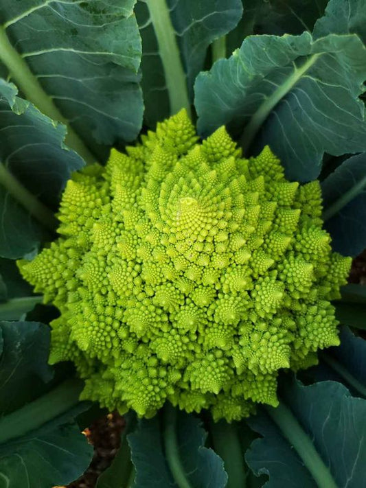 Chou Romanesco pièce