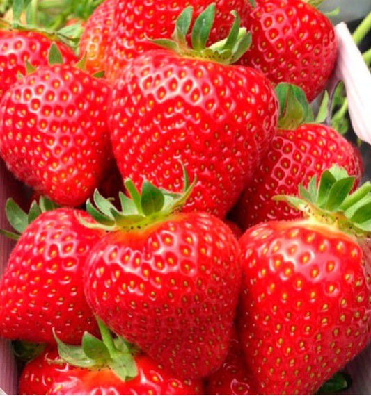 Fraise magnum très très bonne  (500gr)